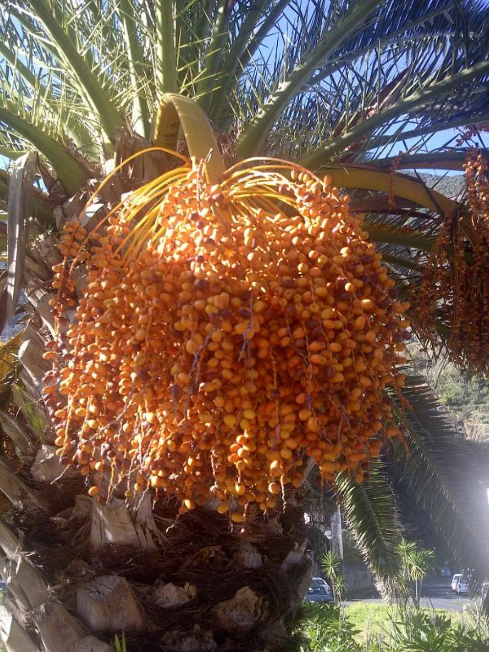 Kurma untuk Anak dan MPASI: Usia Aman, Cara Penyajian per Tahap, dan Varietas Paling Lembut