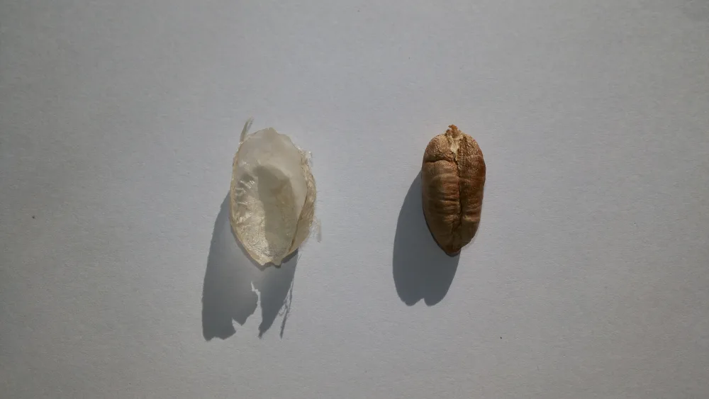 Kurma Sukari Al-Qassim Grade A 500g / 1kg / Karton 10kg